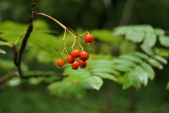 (c) Claudia Ballermann - Im Wald ich viel zu sehen