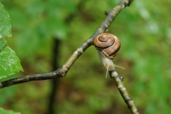 (c) Claudia Ballermann - Kleine Schnecke im Wald